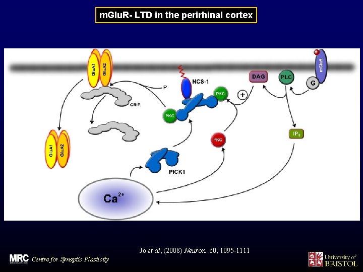 m. Glu. R- LTD in the perirhinal cortex Jo et al, (2008) Neuron. 60,