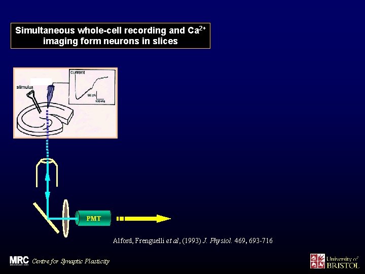 Simultaneous whole-cell recording and Ca 2+ imaging form neurons in slices PMT Alford, Frenguelli