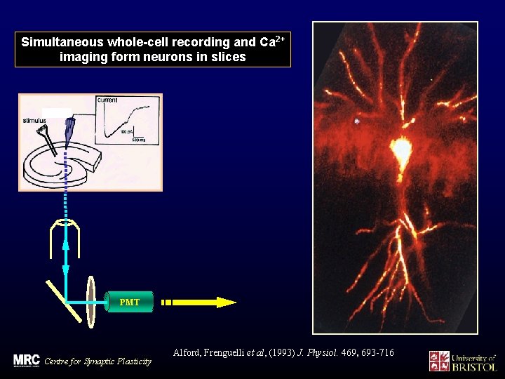 Simultaneous whole-cell recording and Ca 2+ imaging form neurons in slices PMT Centre for