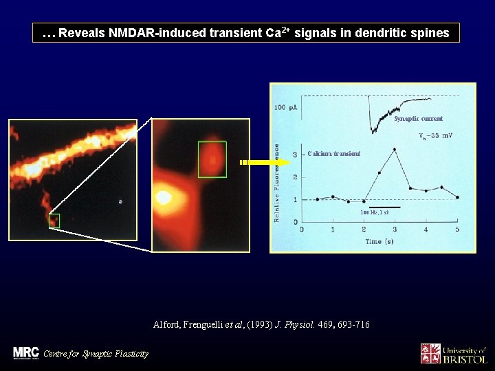 … Reveals NMDAR-induced transient Ca 2+ signals in dendritic spines Synaptic current Calcium transient