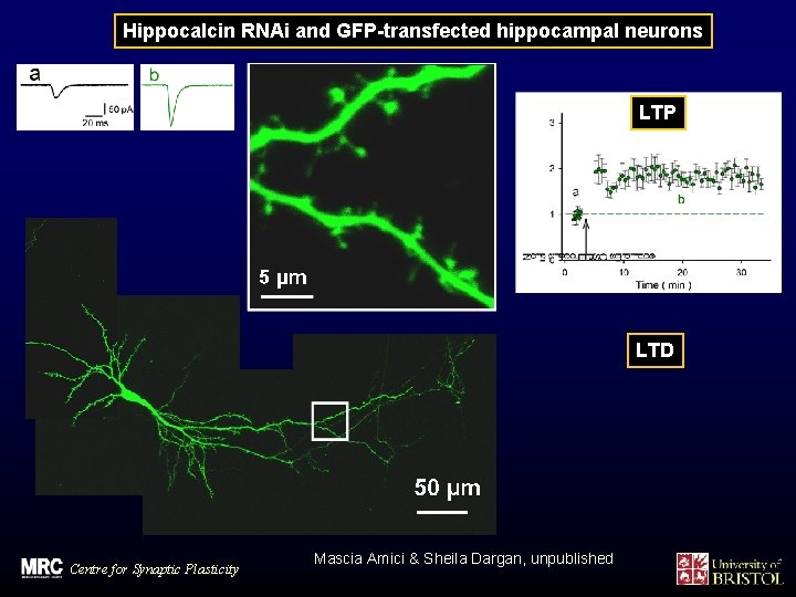 Hippocalcin RNAi and GFP-transfected hippocampal neurons LTP LTD Centre for Synaptic Plasticity Mascia Amici