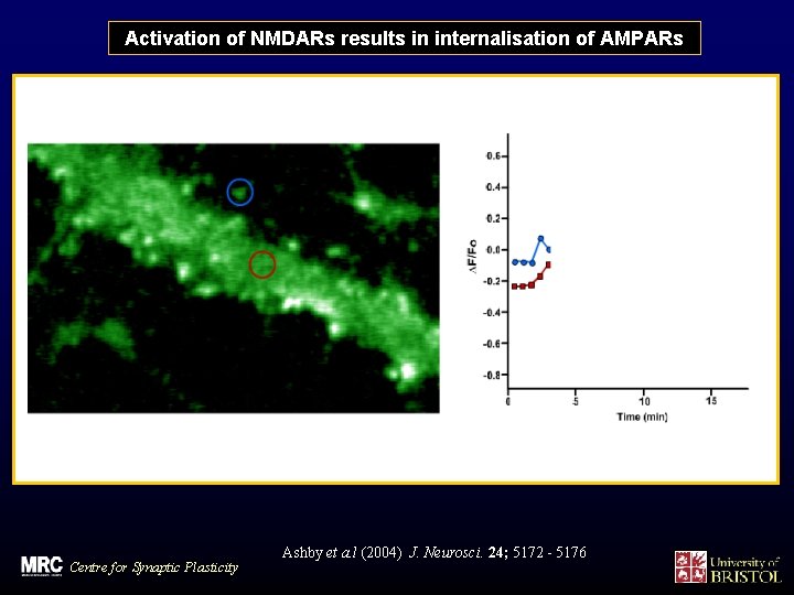 Activation of NMDARs results in internalisation of AMPARs Centre for Synaptic Plasticity Ashby et