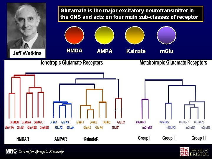 Glutamate is the major excitatory neurotransmitter in the CNS and acts on four main