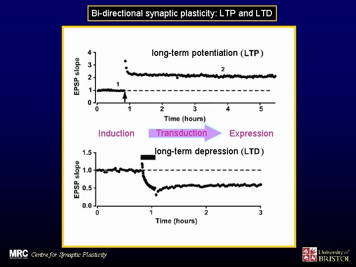 Bi-directional synaptic plasticity: LTP and LTD long-term potentiation ( Induction Transduction Expression long-term depression