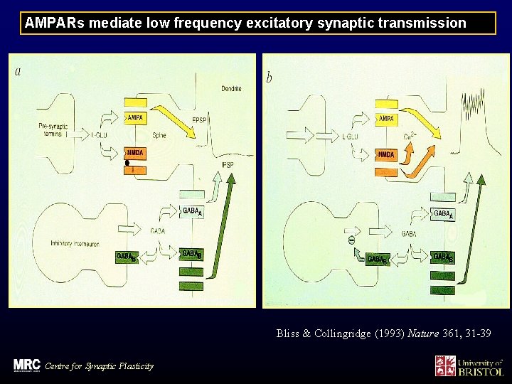 AMPARs mediate low frequency excitatory synaptic transmission Bliss & Collingridge (1993) Nature 361, 31