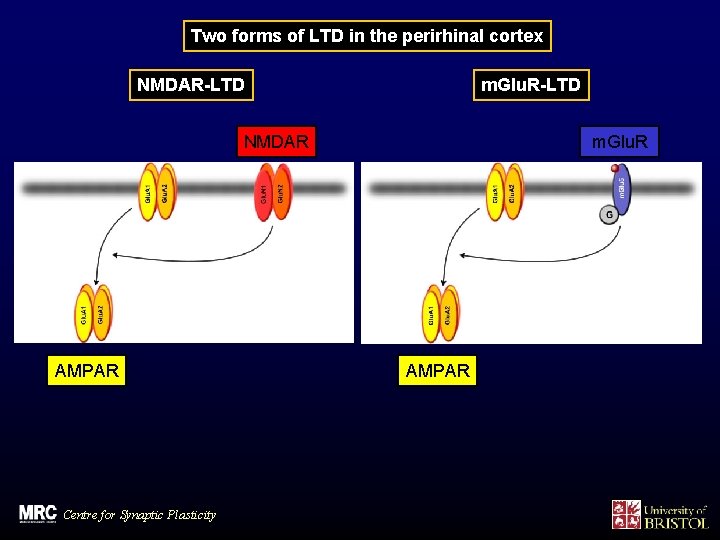 Two forms of LTD in the perirhinal cortex NMDAR-LTD m. Glu. R-LTD NMDAR AMPAR