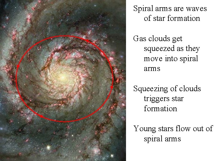 Spiral arms are waves of star formation Gas clouds get squeezed as they move