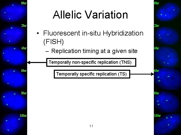 0 hr Allelic Variation 2 hr • Fluorescent in-situ Hybridization (FISH) 4 hr – 0 hr Allelic Variation 2 hr • Fluorescent in-situ Hybridization (FISH) 4 hr –