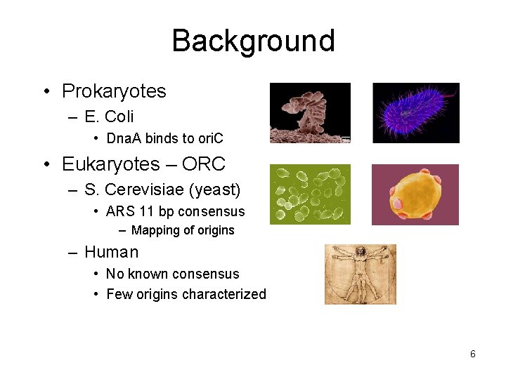Background • Prokaryotes – E. Coli • Dna. A binds to ori. C • Background • Prokaryotes – E. Coli • Dna. A binds to ori. C •