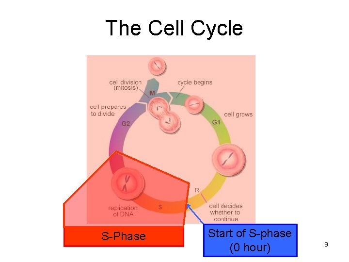 The Cell Cycle S-Phase Start of S-phase (0 hour) 9 The Cell Cycle S-Phase Start of S-phase (0 hour) 9