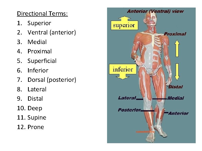 Directional Terms: 1. Superior 2. Ventral (anterior) 3. Medial 4. Proximal 5. Superficial 6.