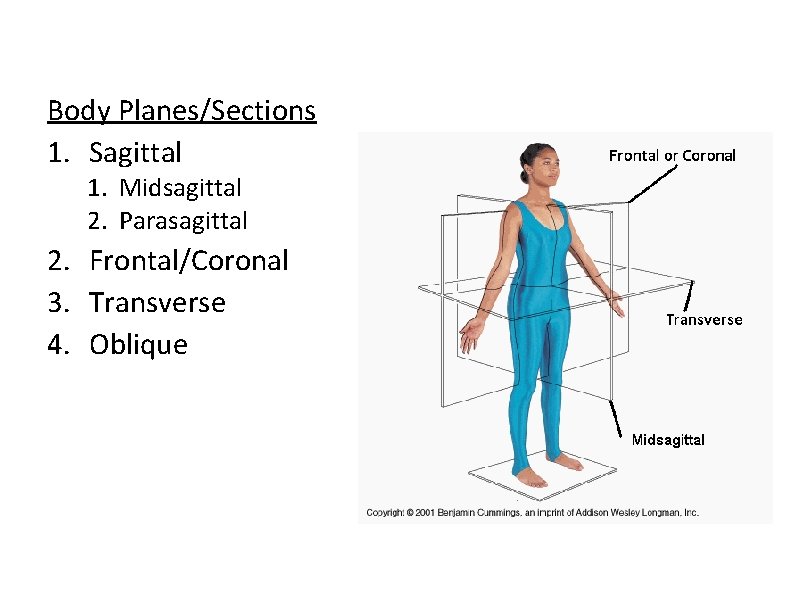 Body Planes/Sections 1. Sagittal 1. Midsagittal 2. Parasagittal 2. Frontal/Coronal 3. Transverse 4. Oblique