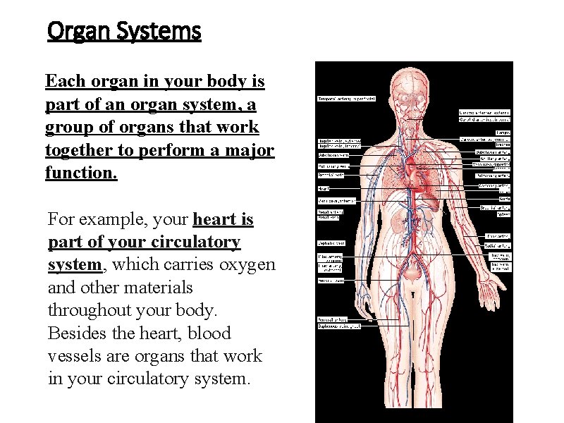 Organ Systems Each organ in your body is part of an organ system, a