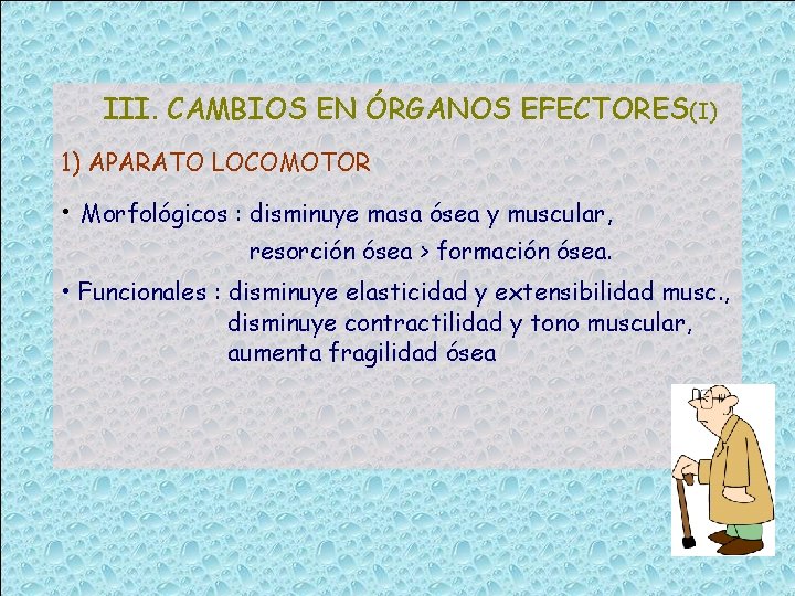 III. CAMBIOS EN ÓRGANOS EFECTORES(I) 1) APARATO LOCOMOTOR • Morfológicos : disminuye masa ósea