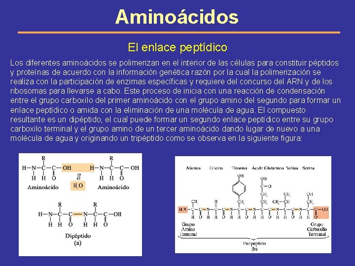 Aminoácidos El enlace peptídico Los diferentes aminoácidos se polimerizan en el interior de las