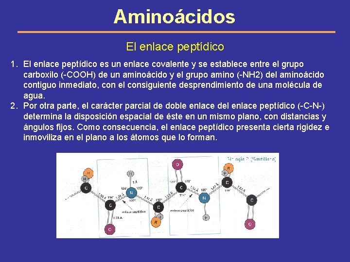 Aminoácidos El enlace peptídico 1. El enlace peptídico es un enlace covalente y se