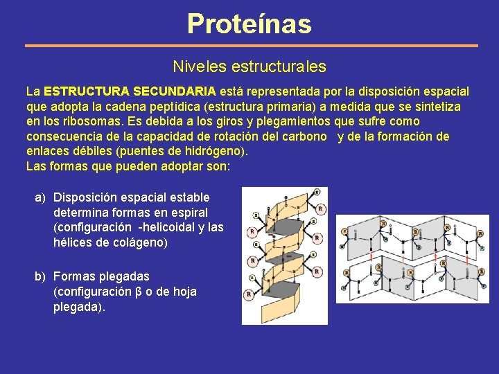 Proteínas Niveles estructurales La ESTRUCTURA SECUNDARIA está representada por la disposición espacial que adopta