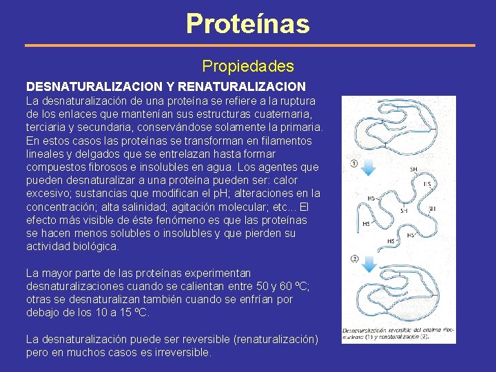 Proteínas Propiedades DESNATURALIZACION Y RENATURALIZACION La desnaturalización de una proteína se refiere a la