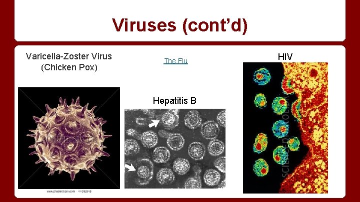 Viruses (cont’d) Varicella-Zoster Virus (Chicken Pox) The Flu Hepatitis B HIV 