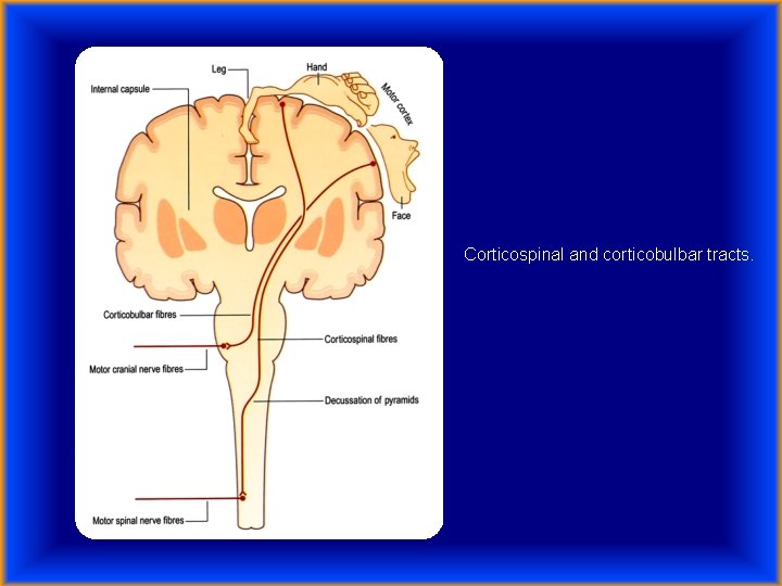 Corticospinal and corticobulbar tracts. 