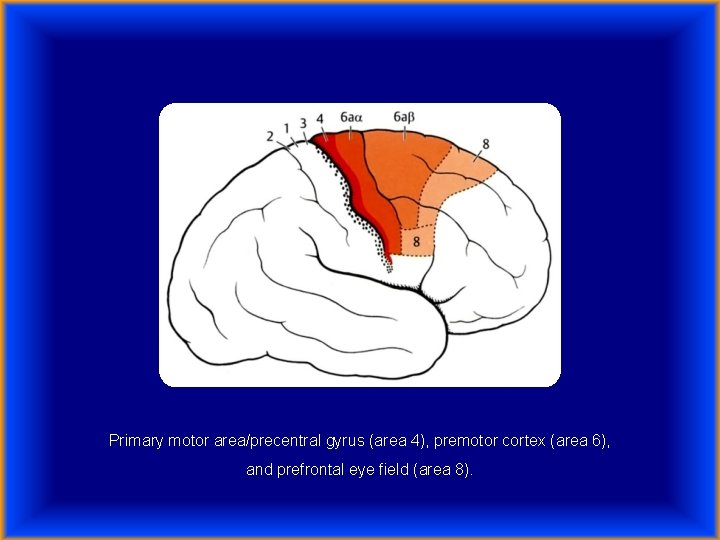 Primary motor area/precentral gyrus (area 4), premotor cortex (area 6), and prefrontal eye field