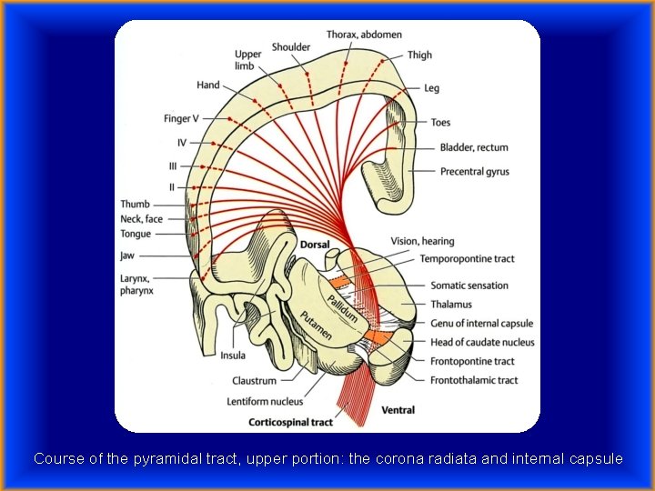 Course of the pyramidal tract, upper portion: the corona radiata and internal capsule 