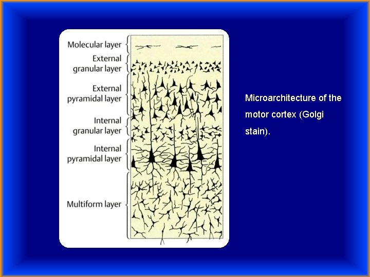 Microarchitecture of the motor cortex (Golgi stain). 
