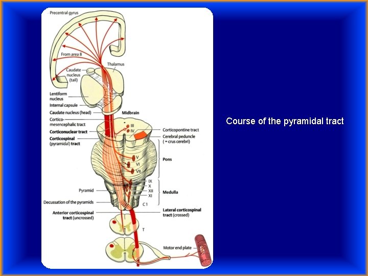 Course of the pyramidal tract 