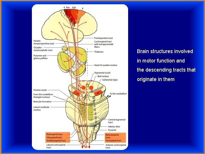 Brain structures involved in motor function and the descending tracts that originate in them