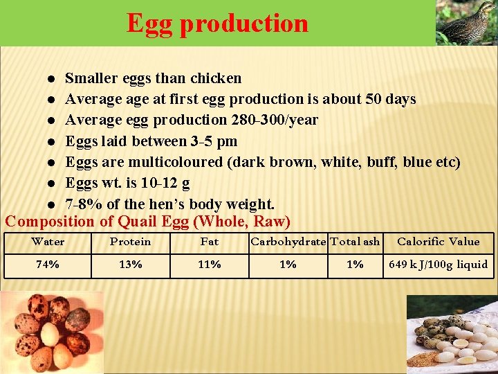 Egg production Smaller eggs than chicken l Average at first egg production is about Egg production Smaller eggs than chicken l Average at first egg production is about