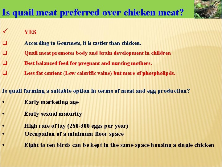 Is quail meat preferred over chicken meat? ü YES q According to Gourmets, it Is quail meat preferred over chicken meat? ü YES q According to Gourmets, it