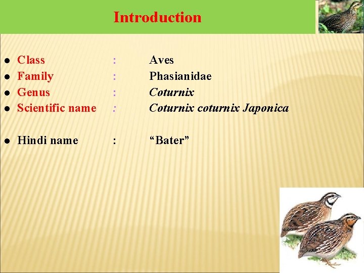 Introduction l Class Family Genus Scientific name : : Aves Phasianidae Coturnix coturnix Japonica Introduction l Class Family Genus Scientific name : : Aves Phasianidae Coturnix coturnix Japonica