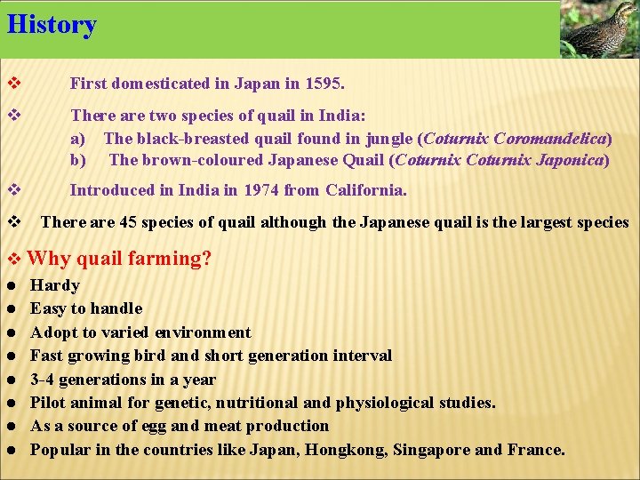 History v First domesticated in Japan in 1595. v There are two species of History v First domesticated in Japan in 1595. v There are two species of