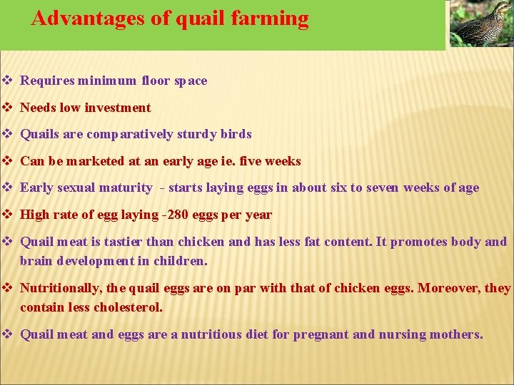 Advantages of quail farming v Requires minimum floor space v Needs low investment v Advantages of quail farming v Requires minimum floor space v Needs low investment v