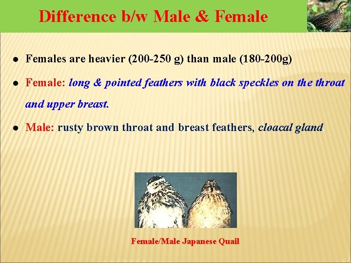 Difference b/w Male & Female l Females are heavier (200 -250 g) than male Difference b/w Male & Female l Females are heavier (200 -250 g) than male