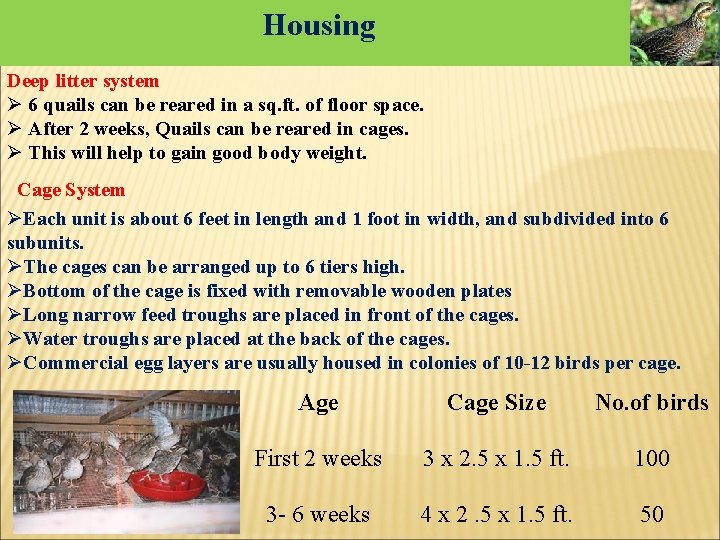 Housing Deep litter system Ø 6 quails can be reared in a sq. ft. Housing Deep litter system Ø 6 quails can be reared in a sq. ft.