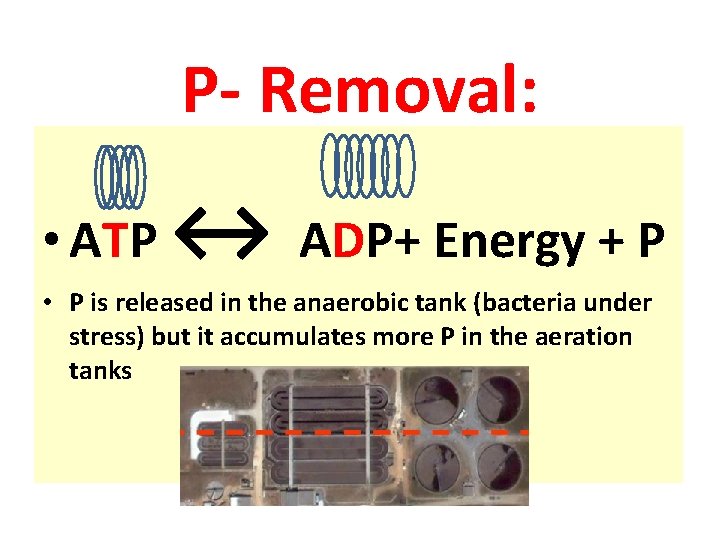 P- Removal: • ATP ↔ ADP+ Energy + P • P is released in
