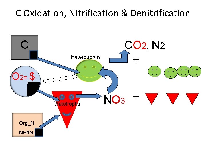 C Oxidation, Nitrification & Denitrification C Heterotrophs CO 2, N 2 + O 2=