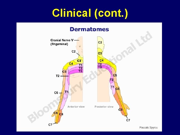 Clinical (cont. ) 