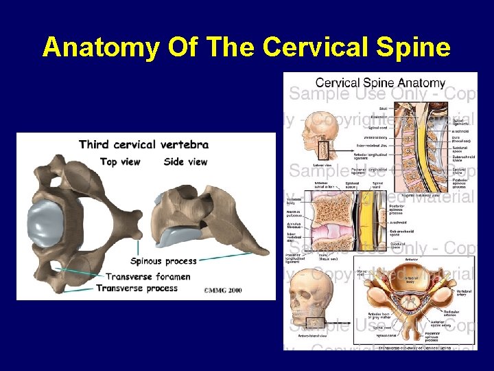 Anatomy Of The Cervical Spine 