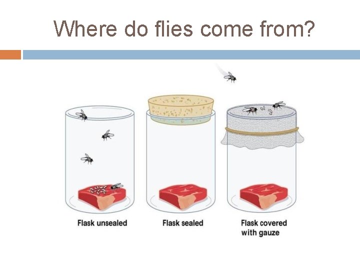 Where do flies come from? 