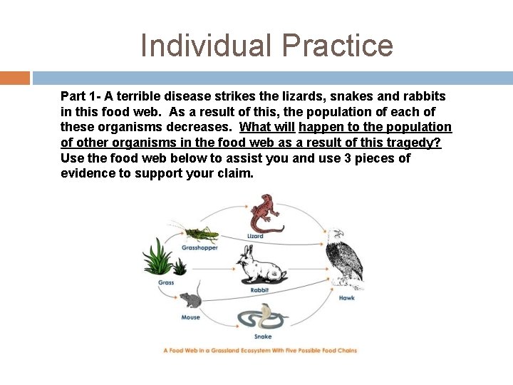 Individual Practice Part 1 - A terrible disease strikes the lizards, snakes and rabbits