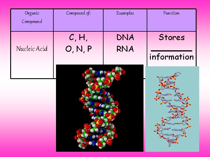 Organic Compound Nucleic Acid Composed of: Examples Function C, H, O, N, P DNA