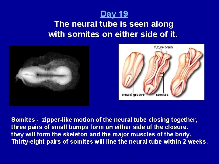 Day 19 The neural tube is seen along with somites on either side of