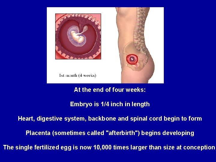 At the end of four weeks: Embryo is 1/4 inch in length Heart, digestive