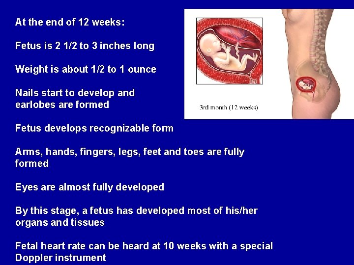 At the end of 12 weeks: Fetus is 2 1/2 to 3 inches long