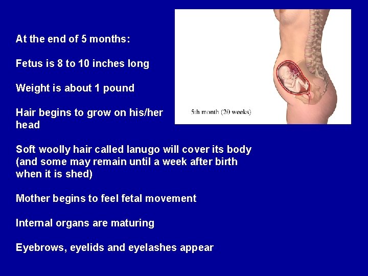 At the end of 5 months: Fetus is 8 to 10 inches long Weight