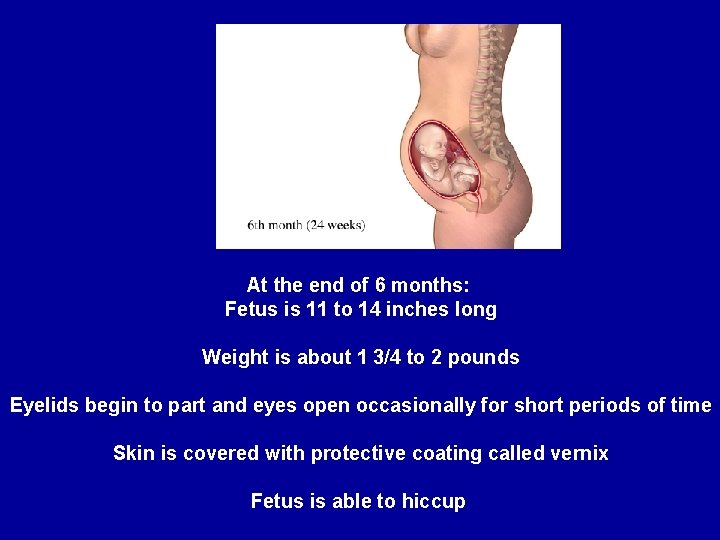 At the end of 6 months: Fetus is 11 to 14 inches long Weight