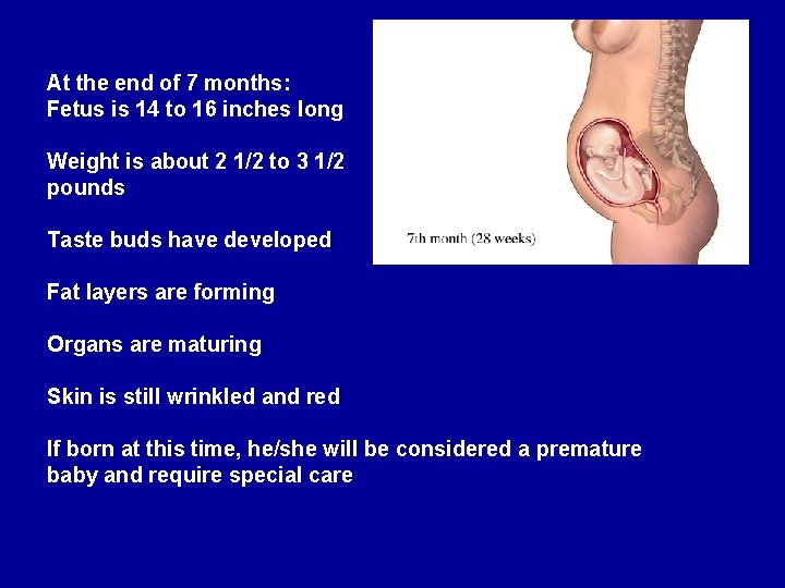 At the end of 7 months: Fetus is 14 to 16 inches long Weight