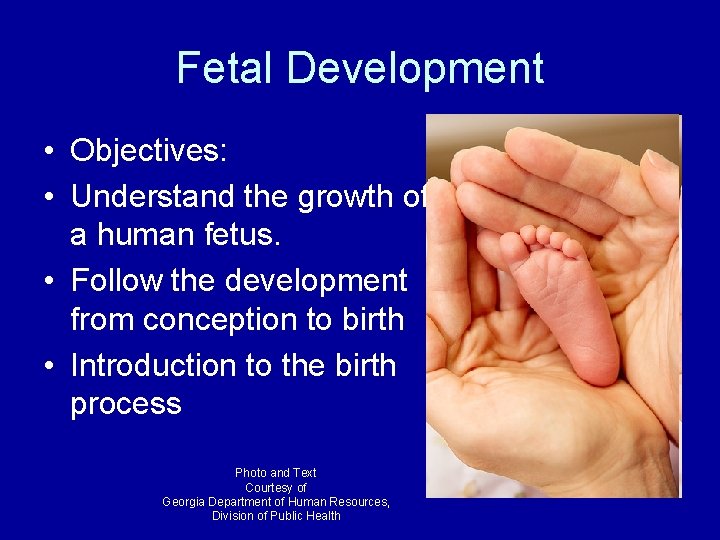 Fetal Development • Objectives: • Understand the growth of a human fetus. • Follow